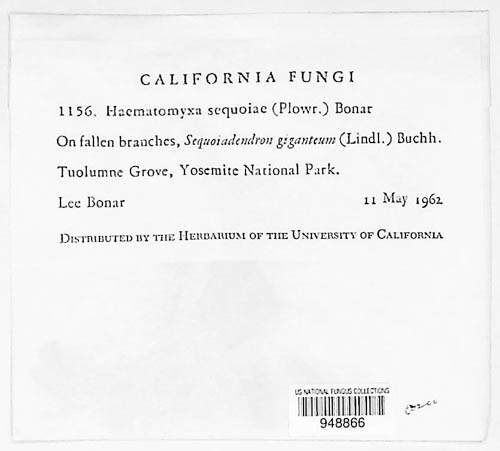 Haematomyxa sequoiae image